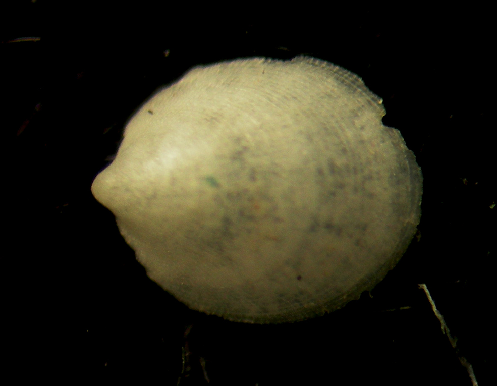 Veleropilina reticulata